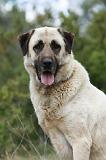 KANGAL 051